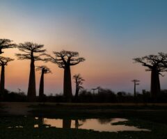 Baobab-vallei