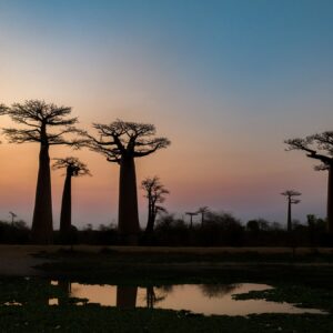 Baobab-vallei