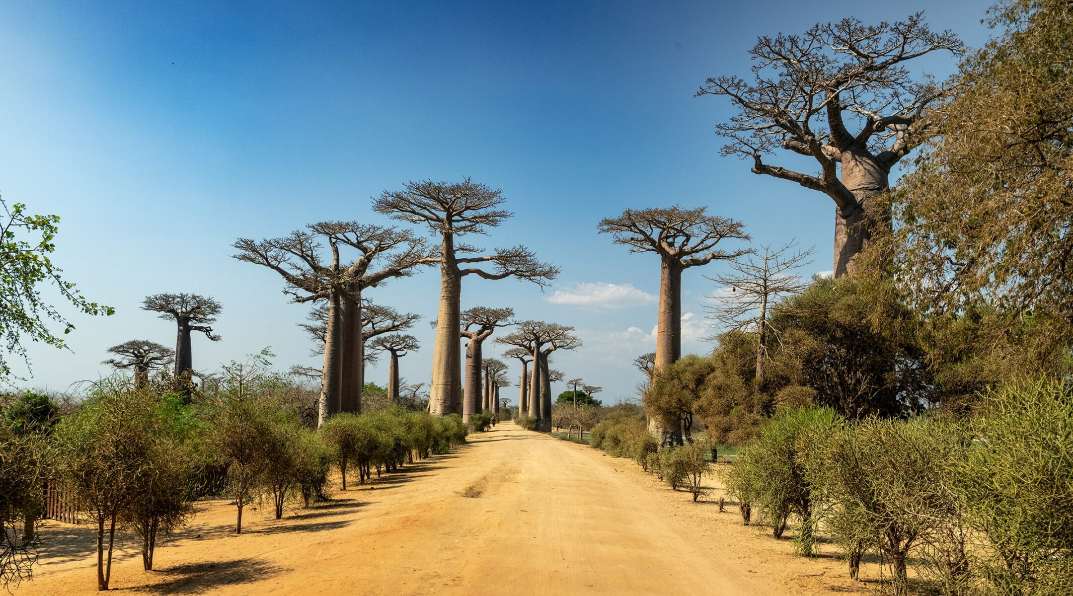 De ontdekking van Baobab Avenue