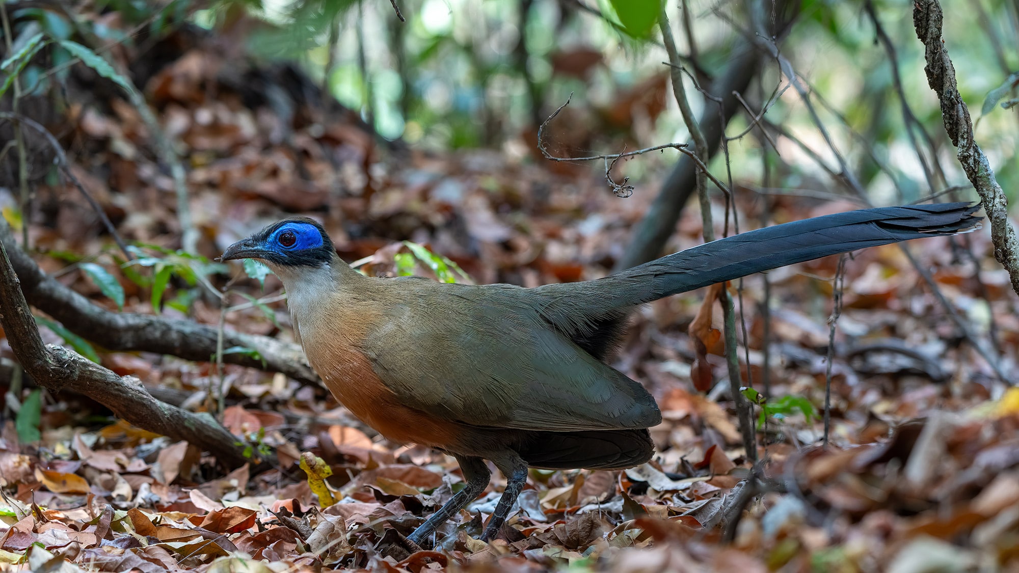 Vogels kijken