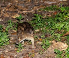 Malagasy Sivet Fossa Kely