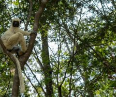 Silky Sifaka