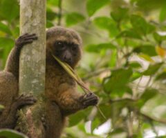 Greater Bamboo Lemur (cymus)