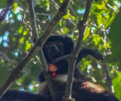 Perrier’s Sifaka