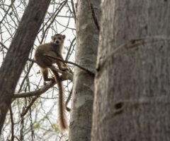 Weasel Sportive Lemur