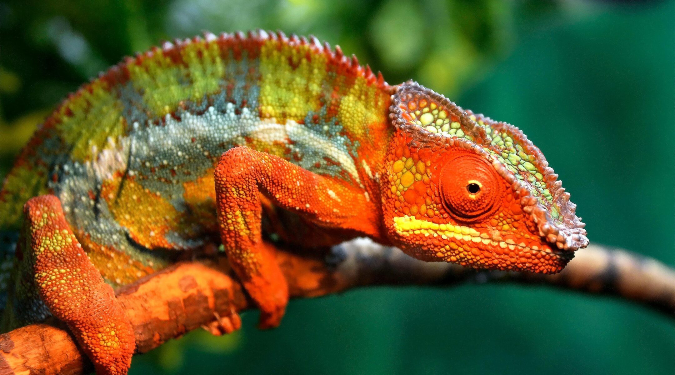 Amber Mountain National Park: A Verdant Rainforest Oasis in Northern Madagascar