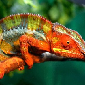 Amber Mountain National Park: A Verdant Rainforest Oasis in Northern Madagascar