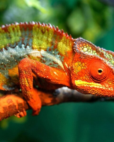 Amber Mountain National Park: A Verdant Rainforest Oasis in Northern Madagascar