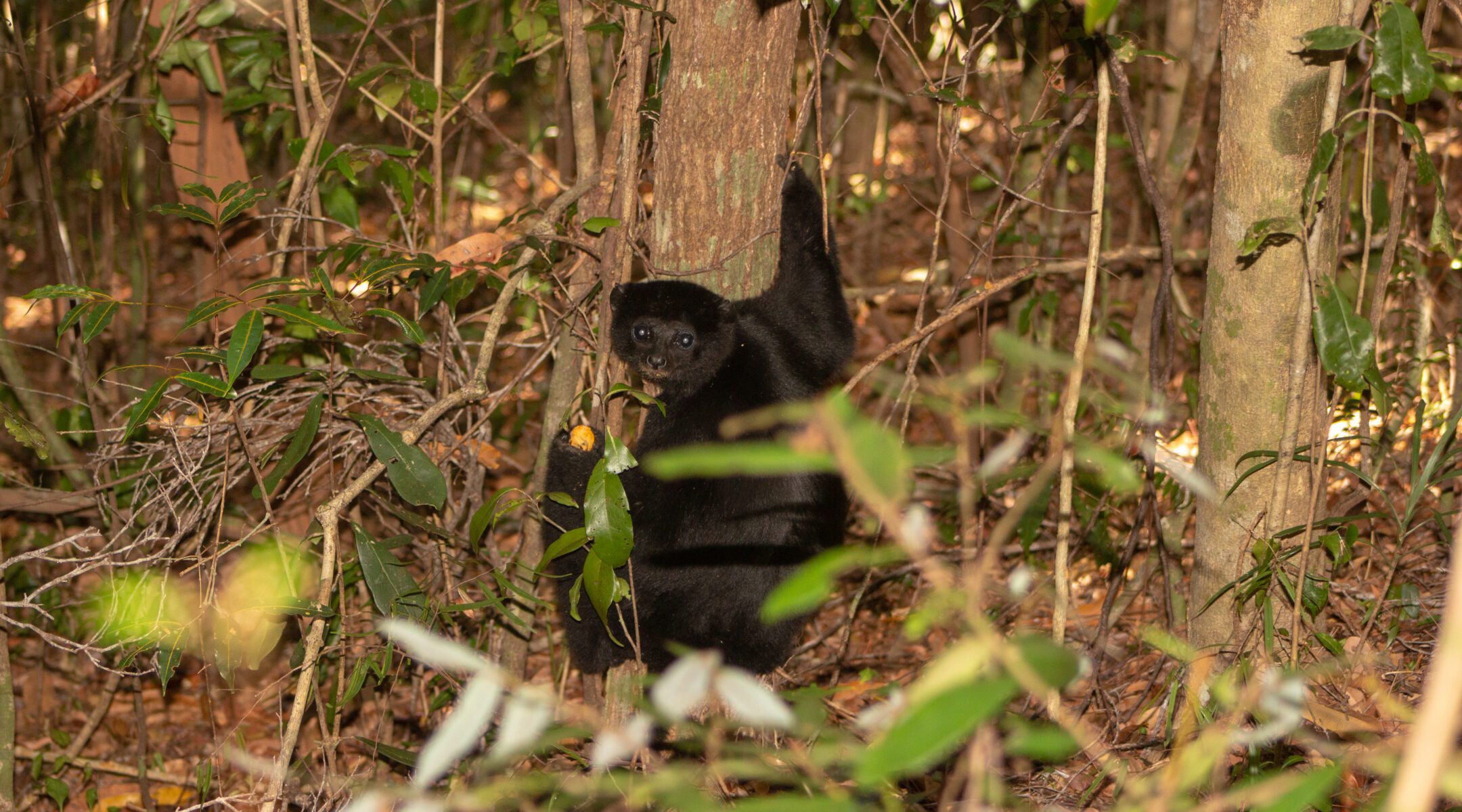 Black Lemur Camp: A Sanctuary for Endangered Lemurs and a Haven for Nature Lovers