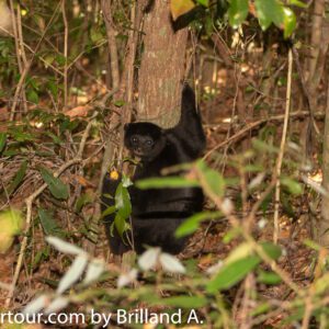 Black Lemur Camp: A Sanctuary for Endangered Lemurs and a Haven for Nature Lovers