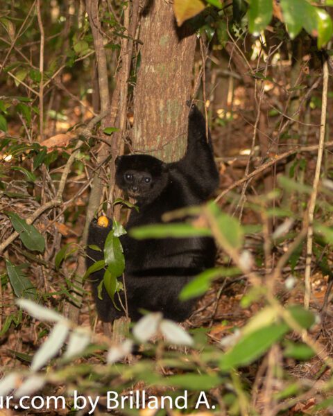 Black Lemur Camp: A Sanctuary for Endangered Lemurs and a Haven for Nature Lovers