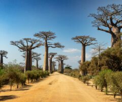 Morondava & the Avenue of the Baobabs: A Land of Iconic Beauty & Fragile Ecosystems