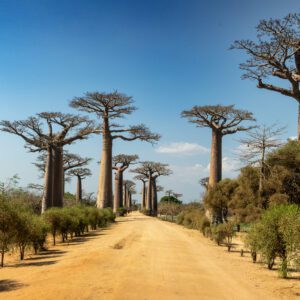 Morondava & the Avenue of the Baobabs: A Land of Iconic Beauty & Fragile Ecosystems