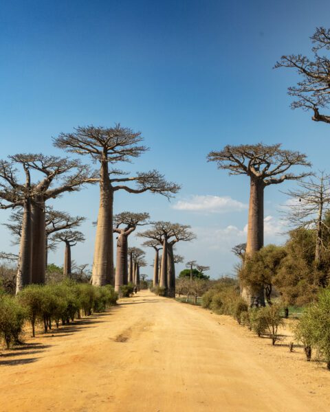 Morondava & the Avenue of the Baobabs: A Land of Iconic Beauty & Fragile Ecosystems