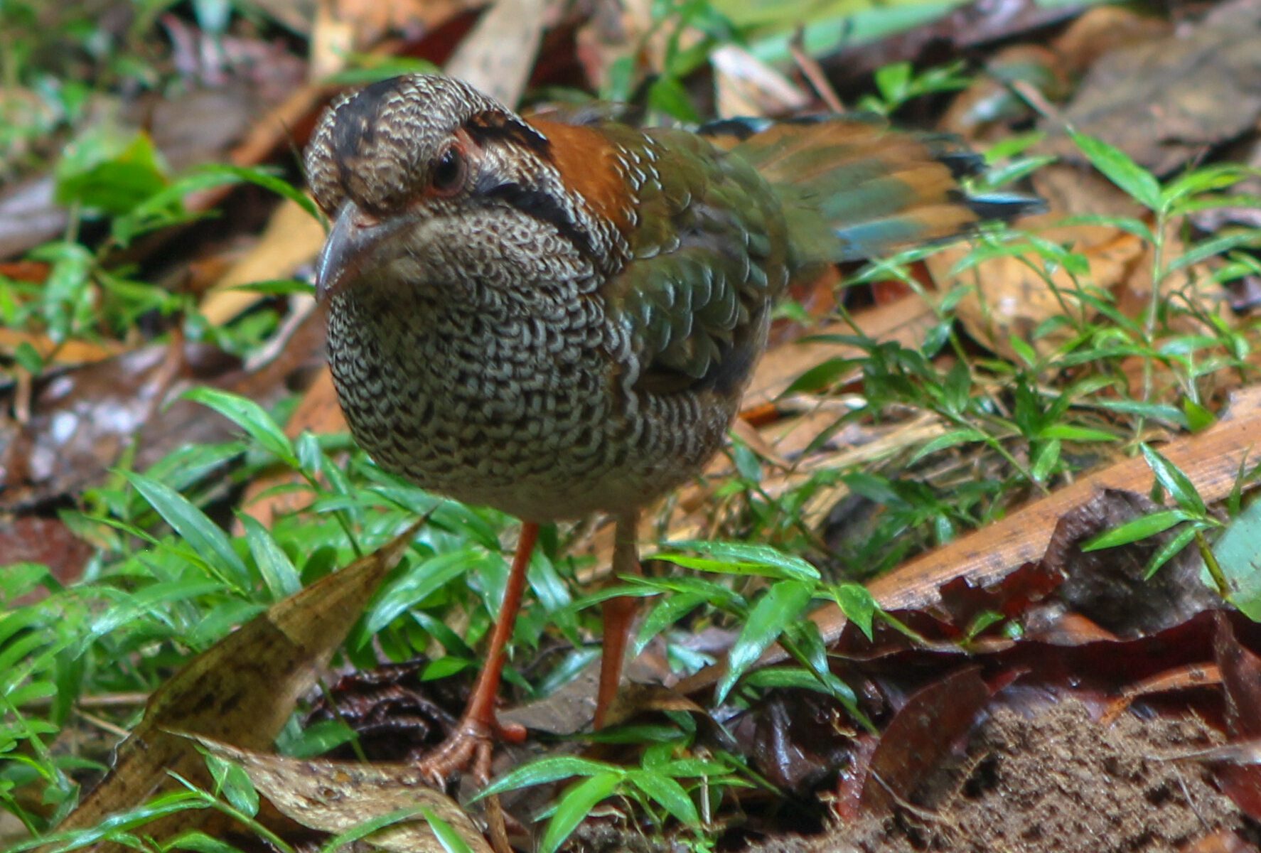 Madagascar’s Avian Paradise: A Tailor-Made Birding Adventure (September – November)