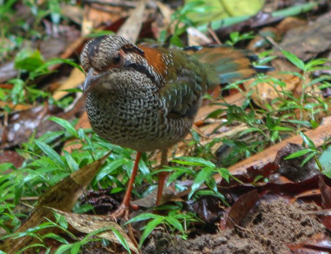 Madagascar’s Avian Paradise: A Tailor-Made Birding Adventure (September – November)