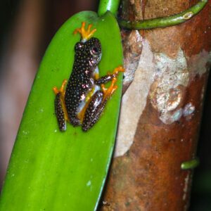 Ranomafana National Park: A Rainforest Wonderland of Lemurs and Thermal Springs