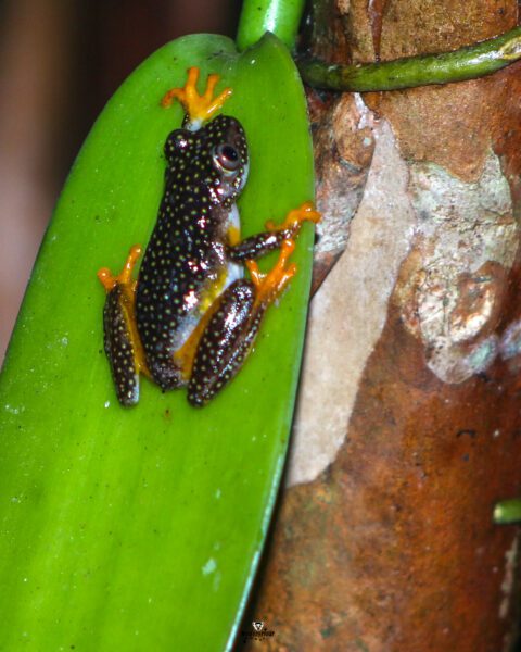 Ranomafana National Park: A Rainforest Wonderland of Lemurs and Thermal Springs