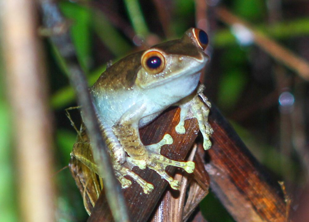 FROG