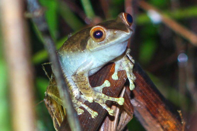 FROG