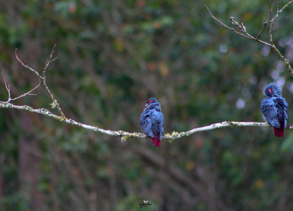 BLUE PIGEON