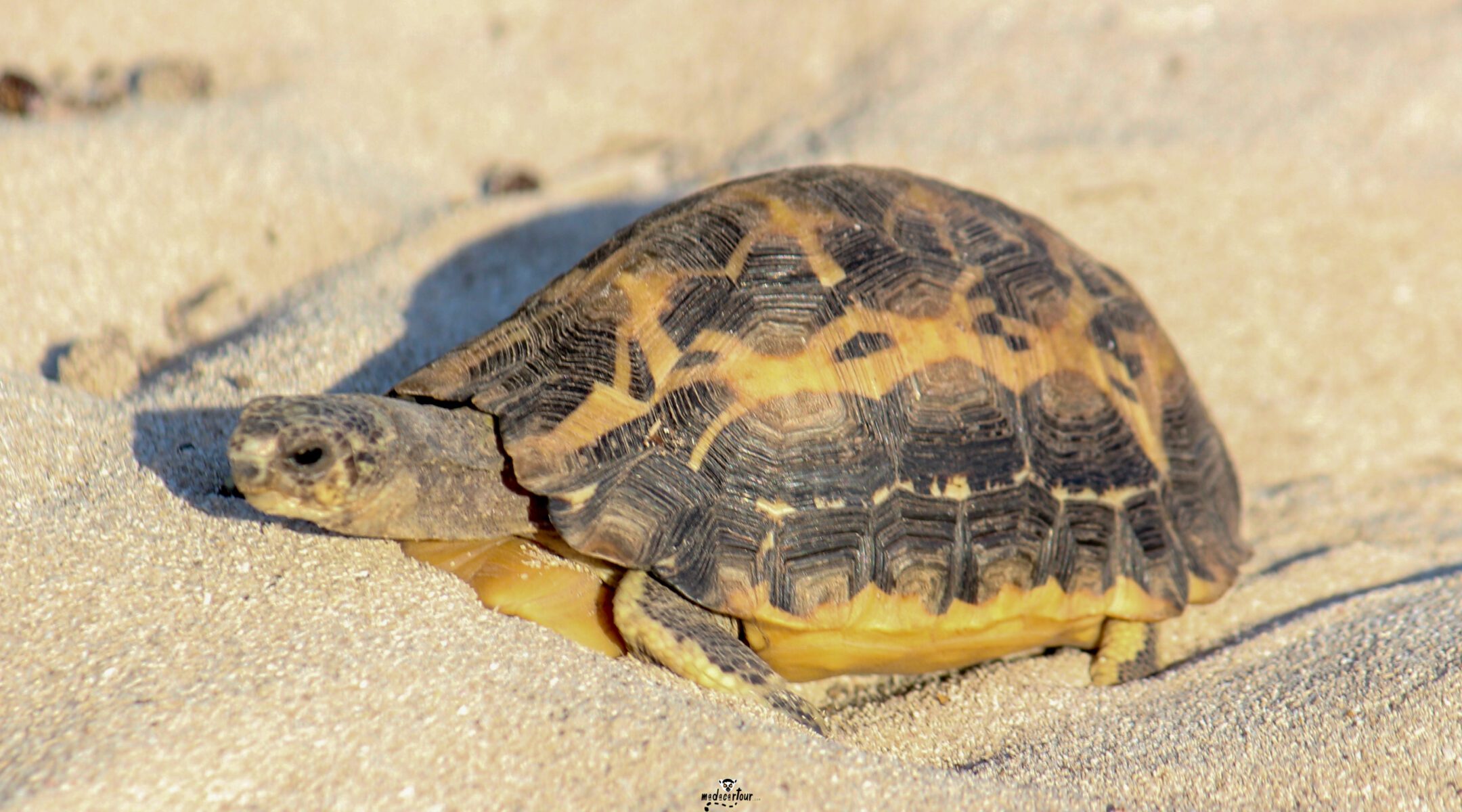Tsimanampetsotsa National Park: A Remote Wildlife Sanctuary by Land and Sea