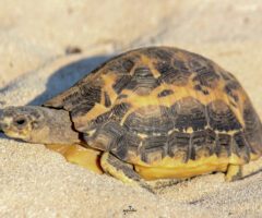 Tsimanampetsotsa National Park: A Remote Wildlife Sanctuary by Land and Sea