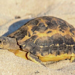 Tsimanampetsotsa National Park: A Remote Wildlife Sanctuary by Land and Sea