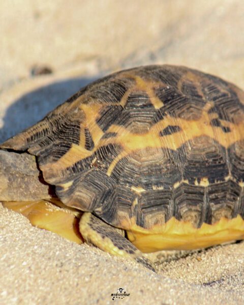 Tsimanampetsotsa National Park: A Remote Wildlife Sanctuary by Land and Sea