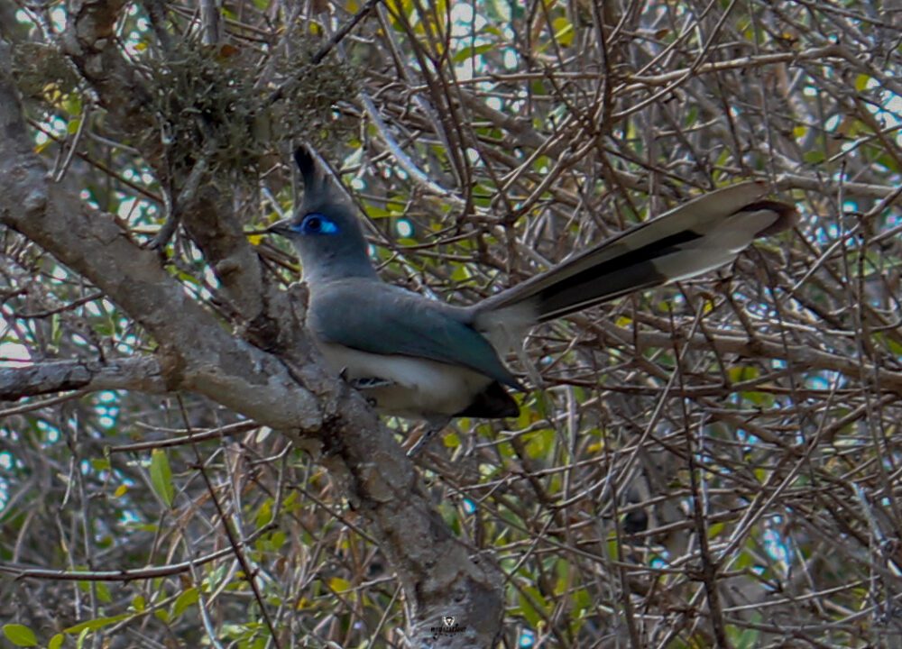 VERREAUX’S COUA