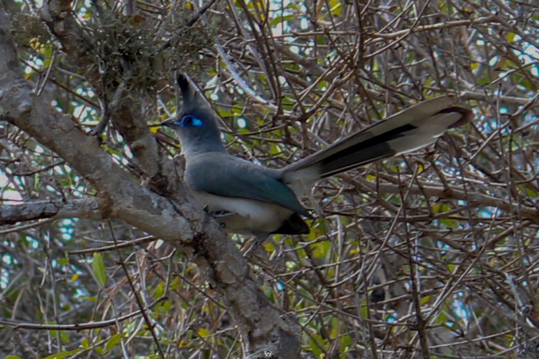 VERREAUX’S COUA