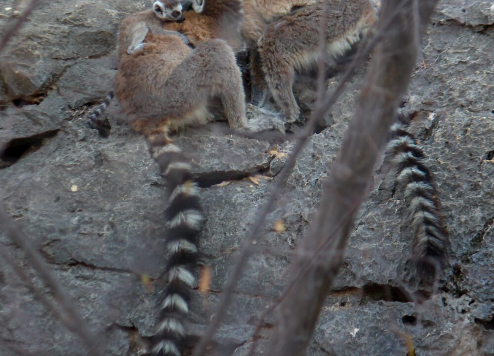 RING TAILED LEMUR