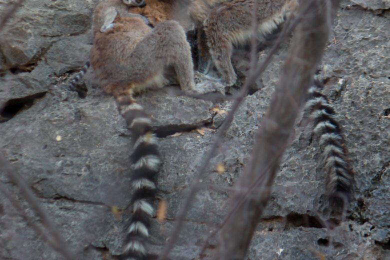 RING TAILED LEMUR