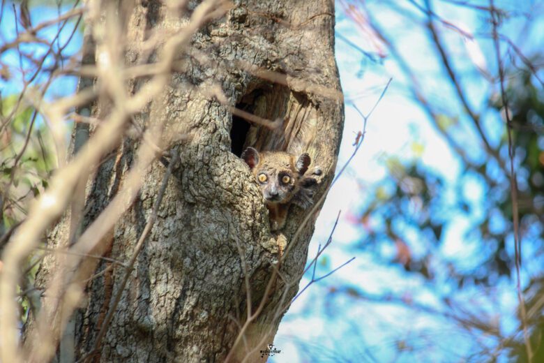 Meet the Sportive Lemur! 🤸‍♂️