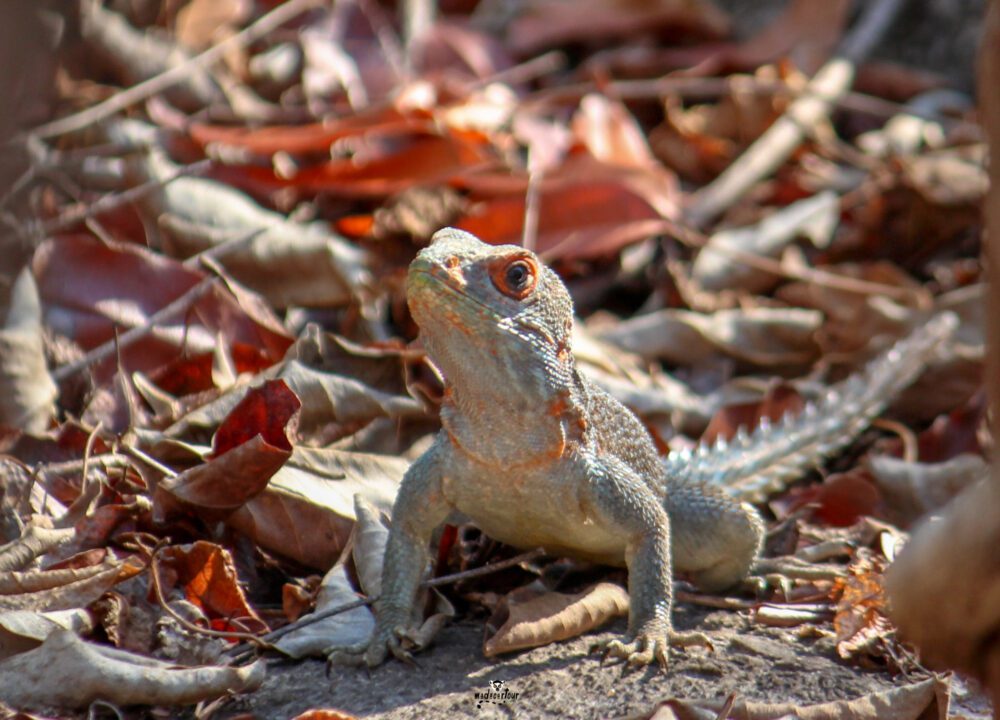 REPTILE