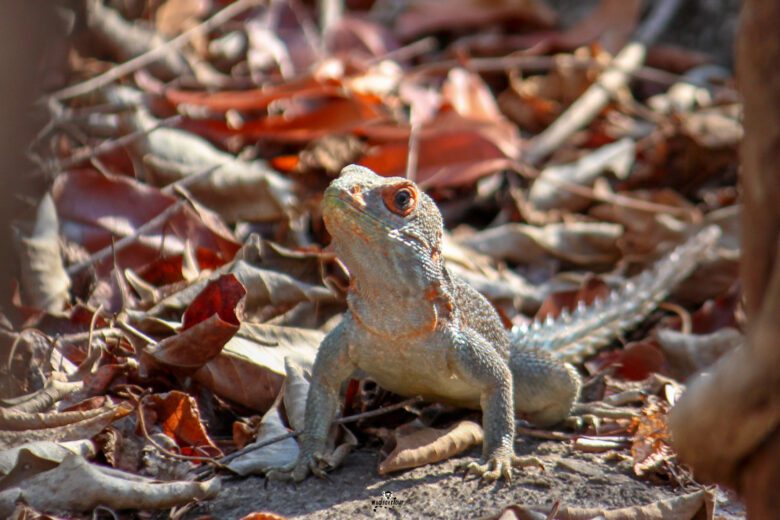 REPTILE
