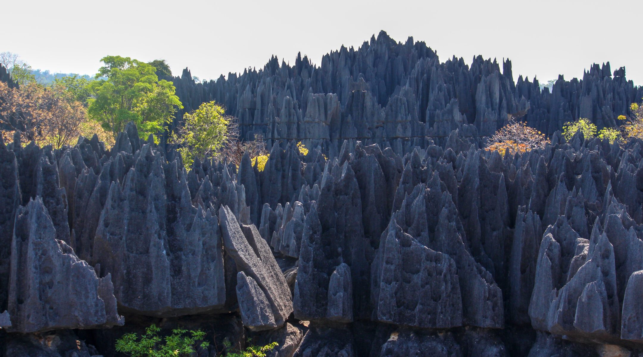 BAOBAB TSINGY