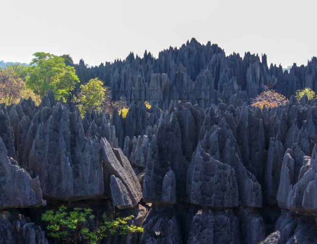 BAOBAB TSINGY