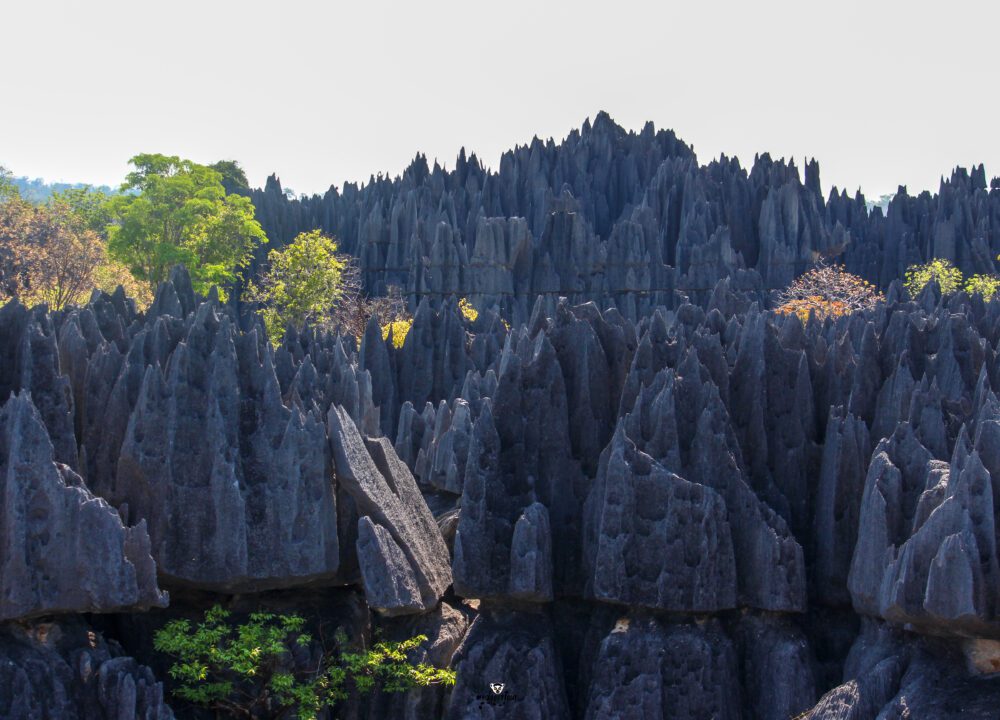 Solo Travel Madagascar? Couple? Family? Small Group? Create Your Dream Itinerary with Madacartour!