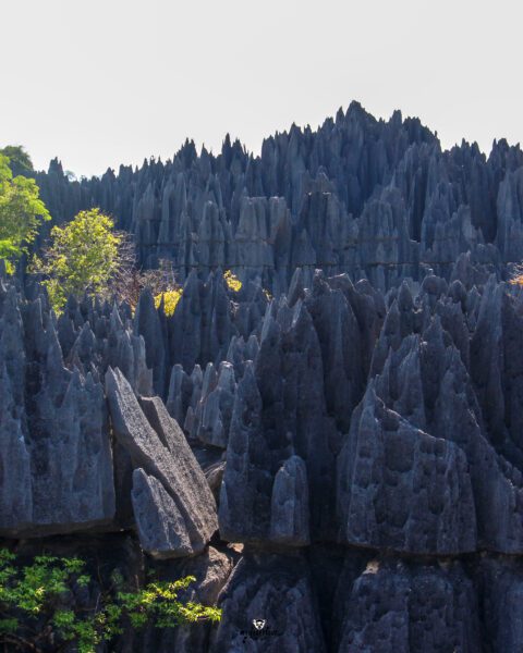 Tsingy de Bemaraha: A Labyrinth of Stone and Biodiversity