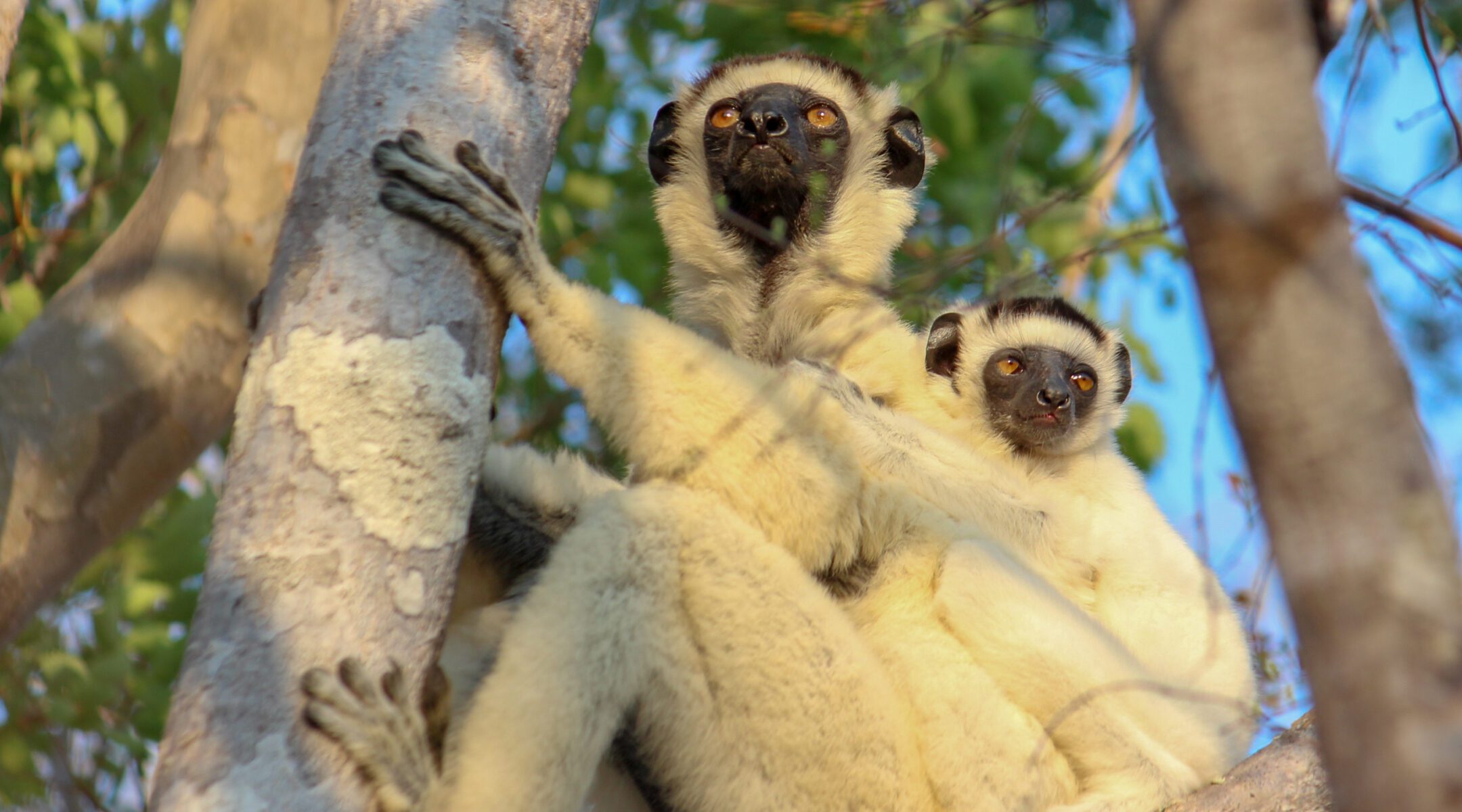 Zombitse-Vohibasia National Park: A Dry Forest Gem of Southern Madagascar