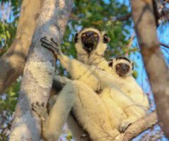 Zombitse-Vohibasia National Park: A Dry Forest Gem of Southern Madagascar
