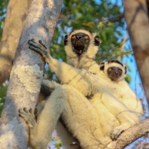 Zombitse-Vohibasia National Park: A Dry Forest Gem of Southern Madagascar