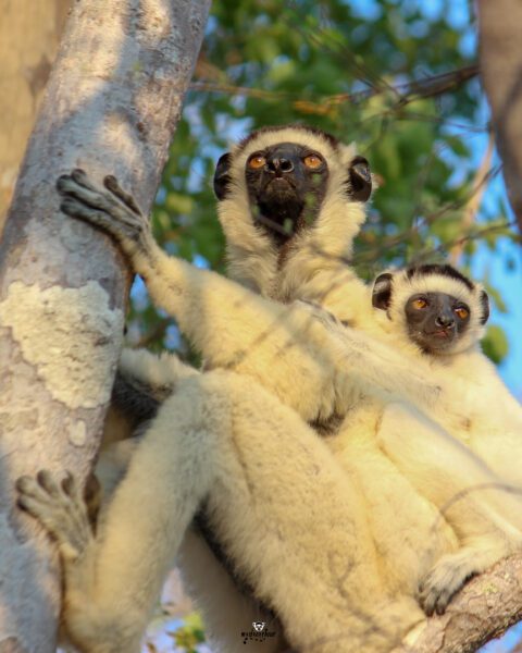 Zombitse-Vohibasia National Park: A Dry Forest Gem of Southern Madagascar