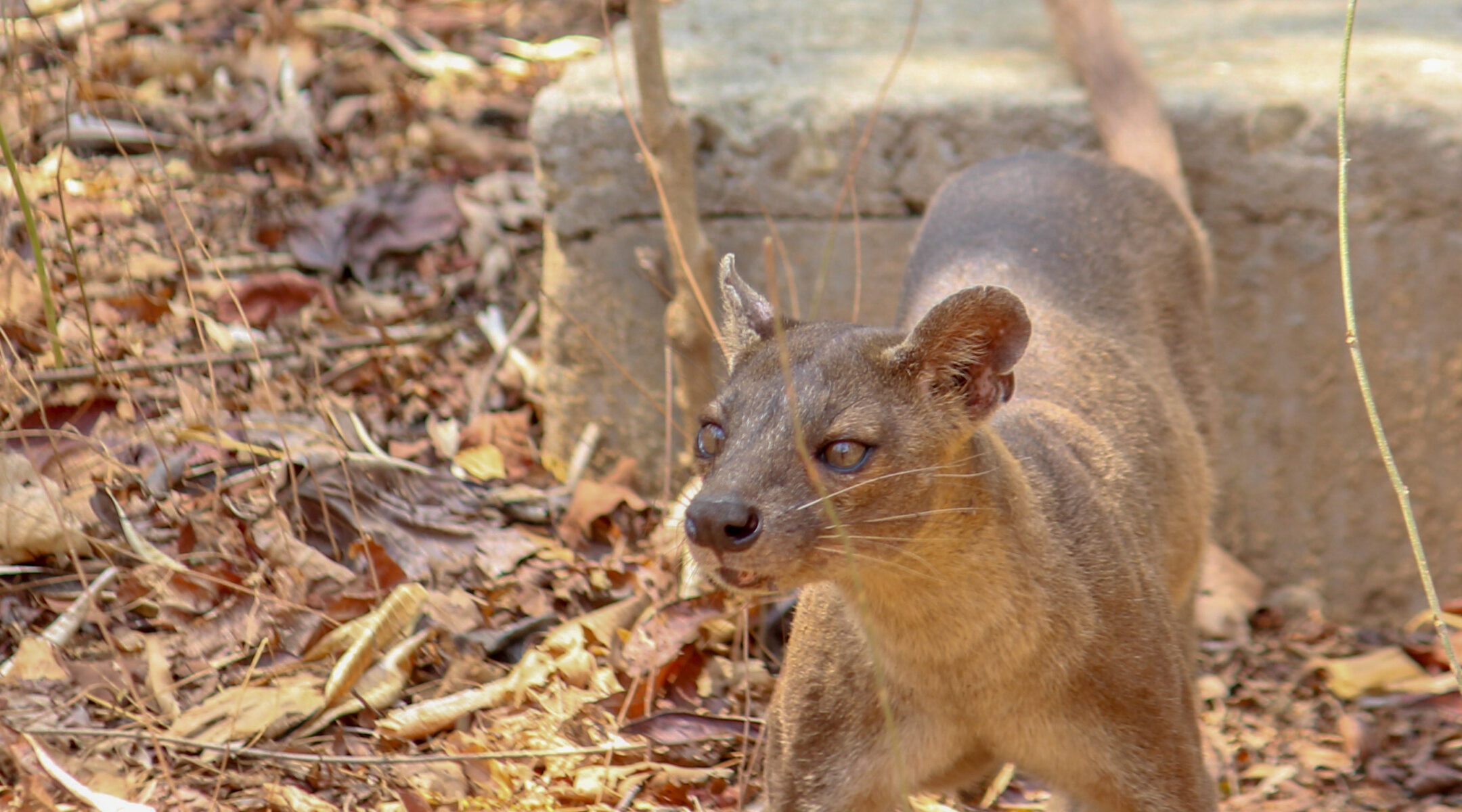 Kirindy Forest: A Nocturnal Wonderland and Biodiversity Hotspot