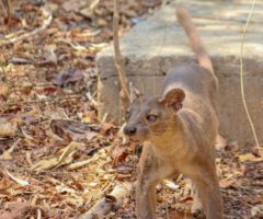 Kirindy Forest: A Nocturnal Wonderland and Biodiversity Hotspot