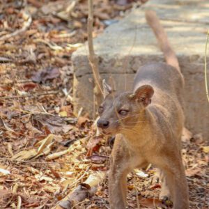 Kirindy Forest: A Nocturnal Wonderland and Biodiversity Hotspot