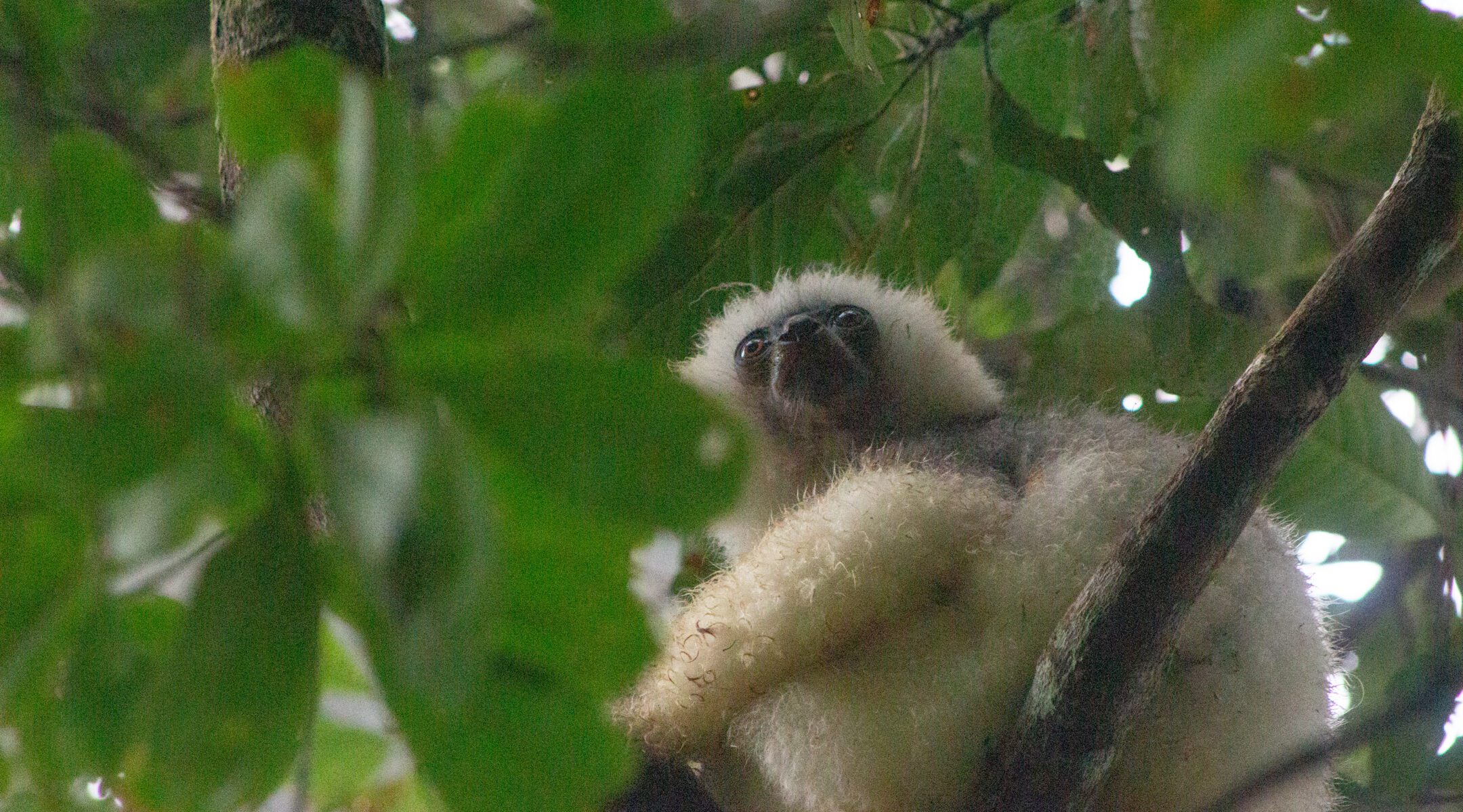 Marojejy National Park: A Pristine Mountain Rainforest of Unparalleled Biodiversity