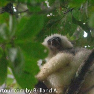 Marojejy National Park: A Pristine Mountain Rainforest of Unparalleled Biodiversity