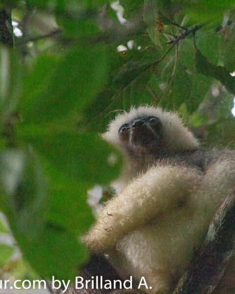 Marojejy National Park: A Pristine Mountain Rainforest of Unparalleled Biodiversity